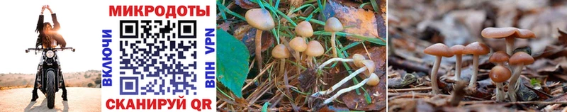Псилоцибиновые грибы Psilocybe  Соликамск 